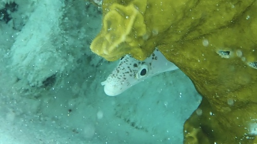 Spotted moray