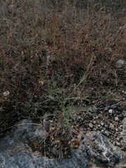 Porophyllum linaria