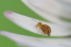 Sminthurus hispanicus