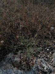 Porophyllum linaria