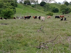 Theristicus caudatus caudatus