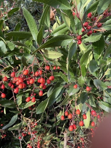 iNaturalist observation photo of Toyon