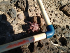 Ferocactus peninsulae