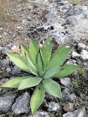 Agave seemanniana