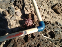 Ferocactus peninsulae