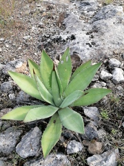 Agave seemanniana