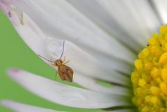 Sminthurus hispanicus