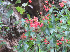 Salvia sessei