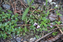 Viola sieheana
