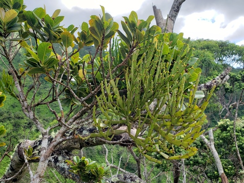 Korthalsella complanata