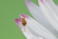 Sminthurus hispanicus