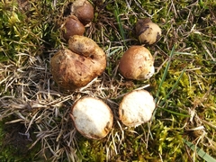 Rhizopogon pseudoroseolus