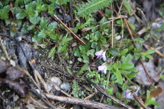 Viola sieheana