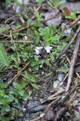 Viola sieheana