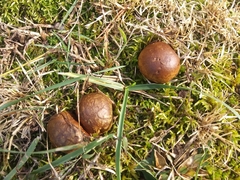 Rhizopogon pseudoroseolus