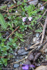 Viola sieheana