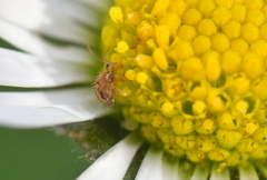 Sminthurus hispanicus