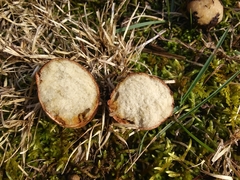 Rhizopogon pseudoroseolus
