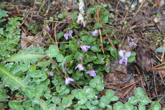 Viola sieheana