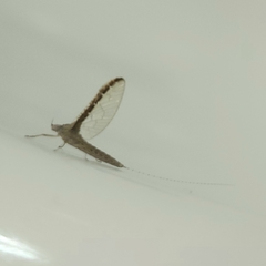 Callibaetis floridanus