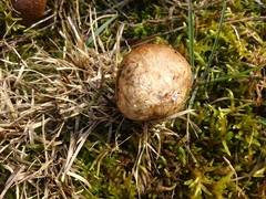 Rhizopogon pseudoroseolus