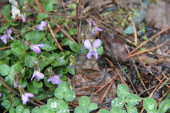 Viola sieheana