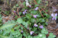 Viola sieheana