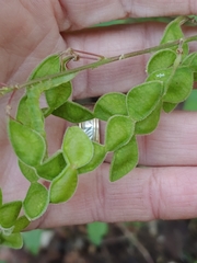 Desmodium lindheimeri