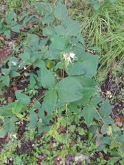 Desmodium lindheimeri