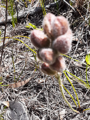Trachyandra hirsutiflora