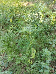 Desmodium lindheimeri