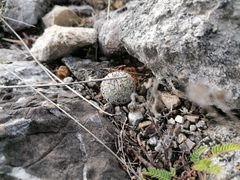 Mammillaria haageana