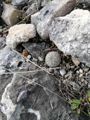 Mammillaria haageana