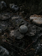 Mammillaria albilanata