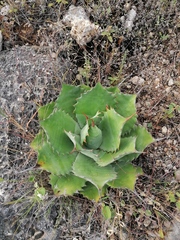 Agave potatorum