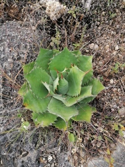 Agave potatorum