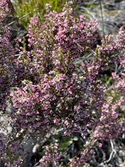 Erica placentiflora
