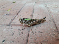 Cataloipus