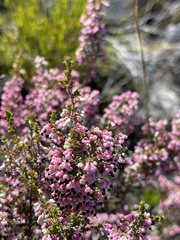 Erica placentiflora