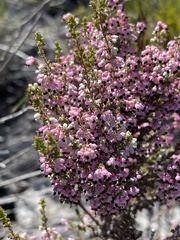 Erica placentiflora