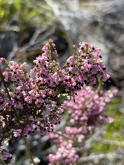 Erica placentiflora