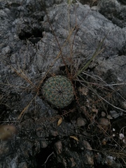 Mammillaria haageana
