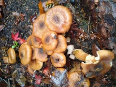 Armillaria