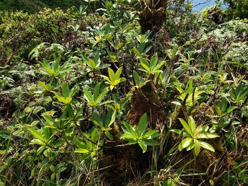 Myrsine degeneri observed 2021-10-31
