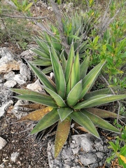 Agave kerchovei