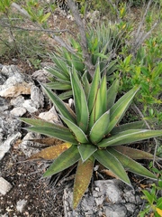 Agave kerchovei
