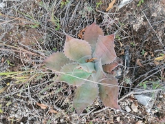 Agave seemanniana