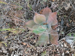 Agave seemanniana