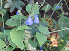 Salvia leptostachys