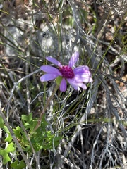 Senecio hastifolius